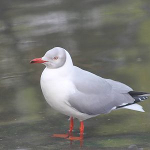 African grey-headed gull?