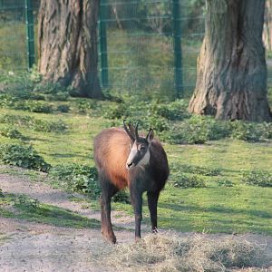 Alpine chamois