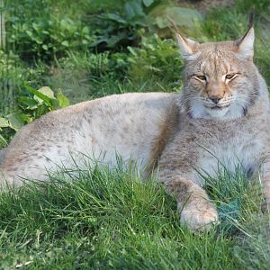 Altai lynx