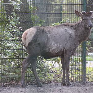 Altai wapiti