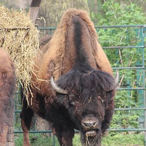 American wood bison