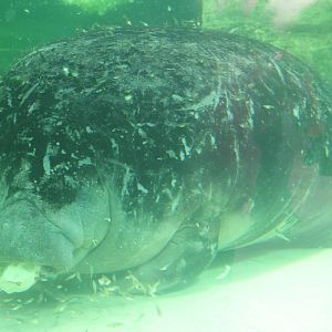Antillean manatee