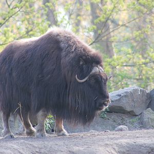 Barren ground musk ox