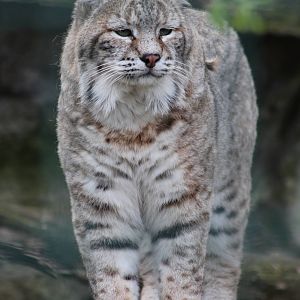 Bobcat