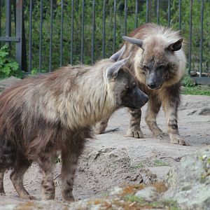 Brown hyena
