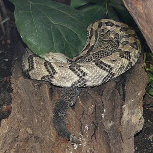 Canebrake rattlesnake