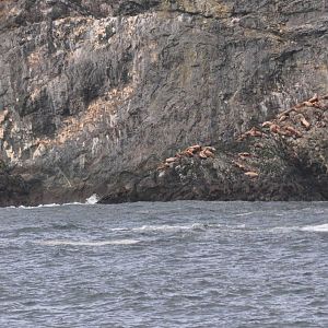Steller Sea Lions - Alaska
