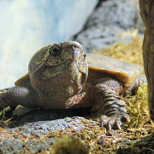 Big-headed Turtle