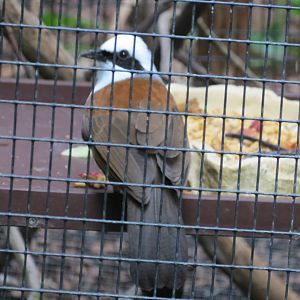 White-crested Laughing Thrush