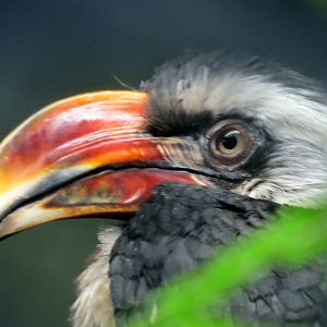 Von der Decken's Hornbill