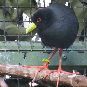 Black Crake