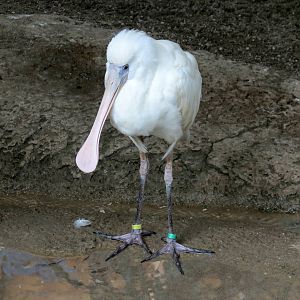 African Spoonbill