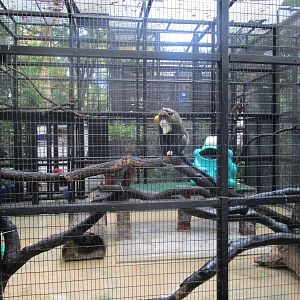 De Brazza's Monkey Enclosure