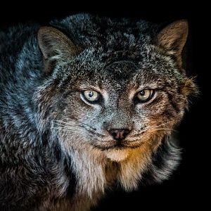 Canadian Lynx