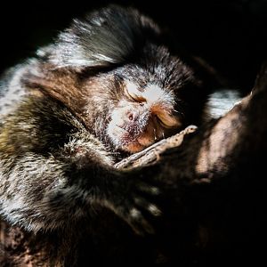 Sleeping Marmoset
