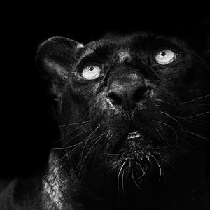Black Leopard