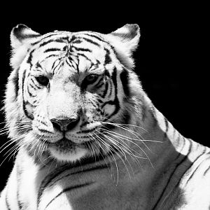 White Tiger