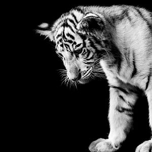White Tiger cub