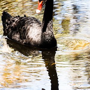 Black Swan
