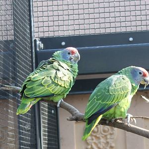 Red-tailed amazons
