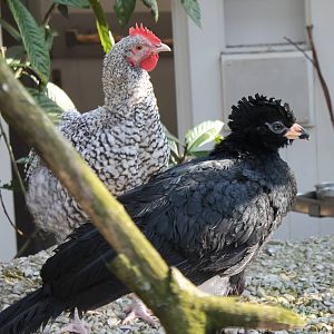 Red-billed curassow young with foster-parent