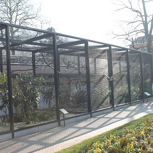 Aviaries young Red-billed currasow and Red-tailed amazon