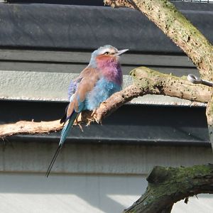 Lilac-breasted roller