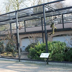 Aviary Red-tailed amazon