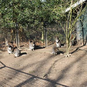 Red-necked wallabies