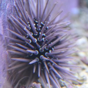 Sea urchin ( Echinometra mathaei )