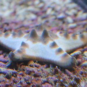 Protoreaster nodosus