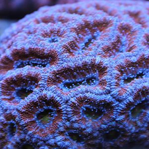 Coral - Favites sp.