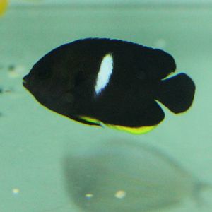 Centropyge tibicen