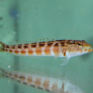 Red-spotted sand perch