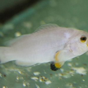 Anemeone fish mutation