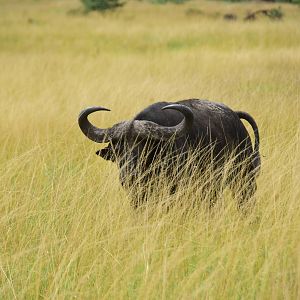 Buffalo in the Grass - Masai Mara