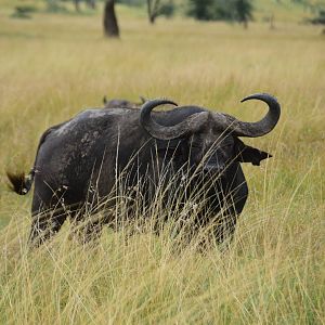 Buffalo in the Grass - Masai Mara