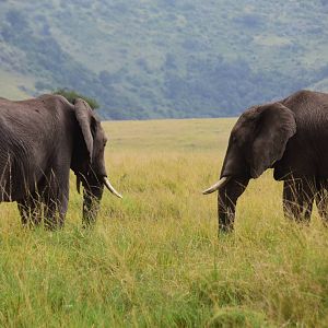 Elephants - Masai Mara