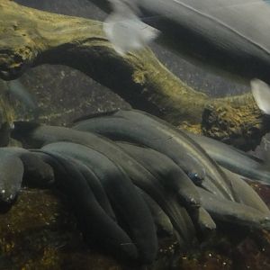 L'Aquarium Barcelona: February 2016