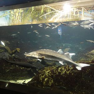 L'Aquarium Barcelona: February 2016