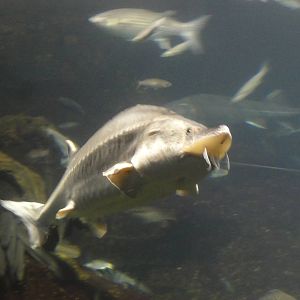 L'Aquarium Barcelona: February 2016