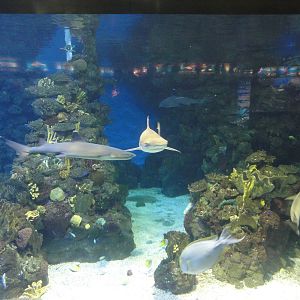 L'Aquarium Barcelona: February 2016