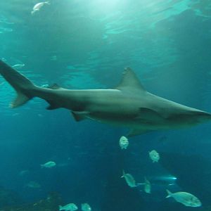 L'Aquarium Barcelona: February 2016