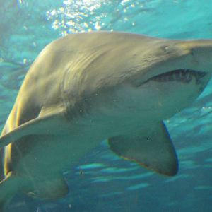 L'Aquarium Barcelona: February 2016