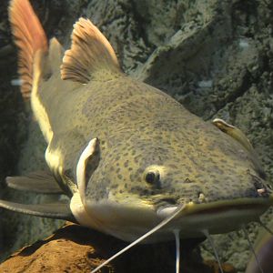 L'Aquarium Barcelona: February 2016