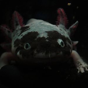 L'Aquarium Barcelona: February 2016