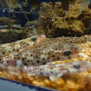 L'Aquarium Barcelona: February 2016