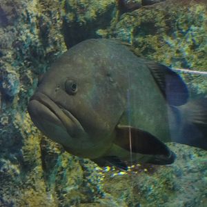 L'Aquarium Barcelona: February 2016