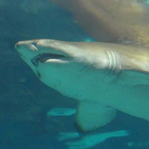 L'Aquarium Barcelona: February 2016