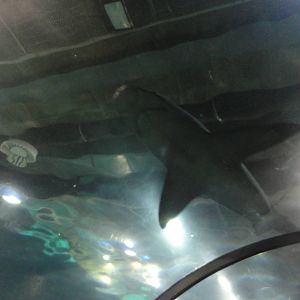 L'Aquarium Barcelona: February 2016